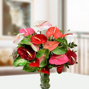 Mix Anthurium in a Vase 